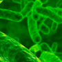 Microbes, bactéries, virus, immunité naturelle